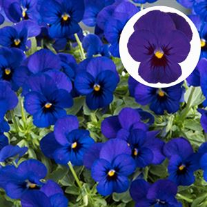 Bild von Viola P9 kleinbloemig Bleu blotch